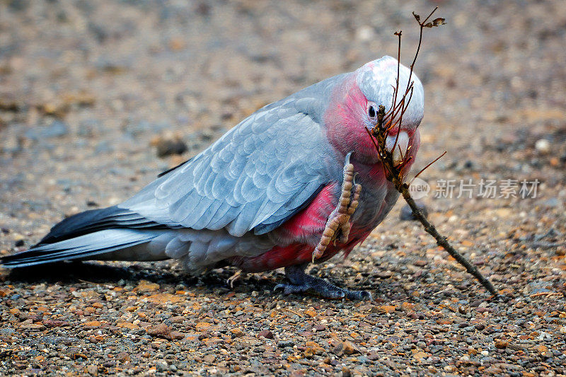 婴儿喙(Eolophus roseicapilla)